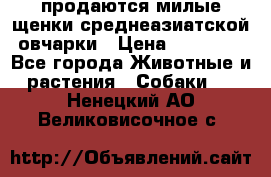 продаются милые щенки среднеазиатской овчарки › Цена ­ 30 000 - Все города Животные и растения » Собаки   . Ненецкий АО,Великовисочное с.